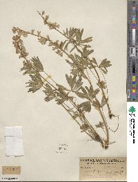 Lupinus laxiflorus image