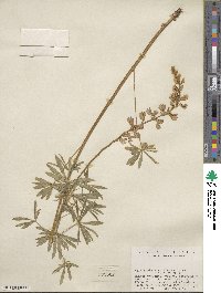 Lupinus laxiflorus image