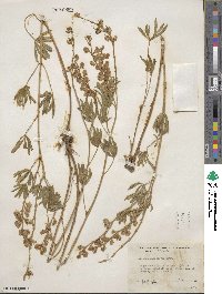 Lupinus laxiflorus image