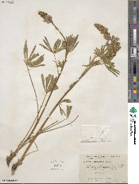 Lupinus laxiflorus image