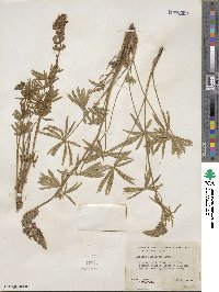 Lupinus laxiflorus image