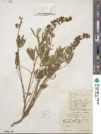 Lupinus laxiflorus image