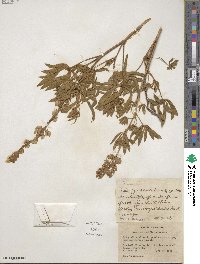 Lupinus laxiflorus image