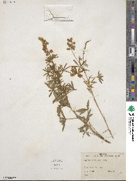 Lupinus laxiflorus image