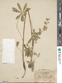 Lupinus laxiflorus image