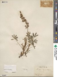 Lupinus lepidus image