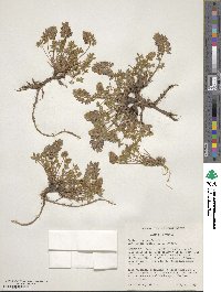 Lupinus lepidus image