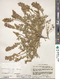 Lupinus lepidus image