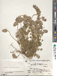 Lupinus lepidus image