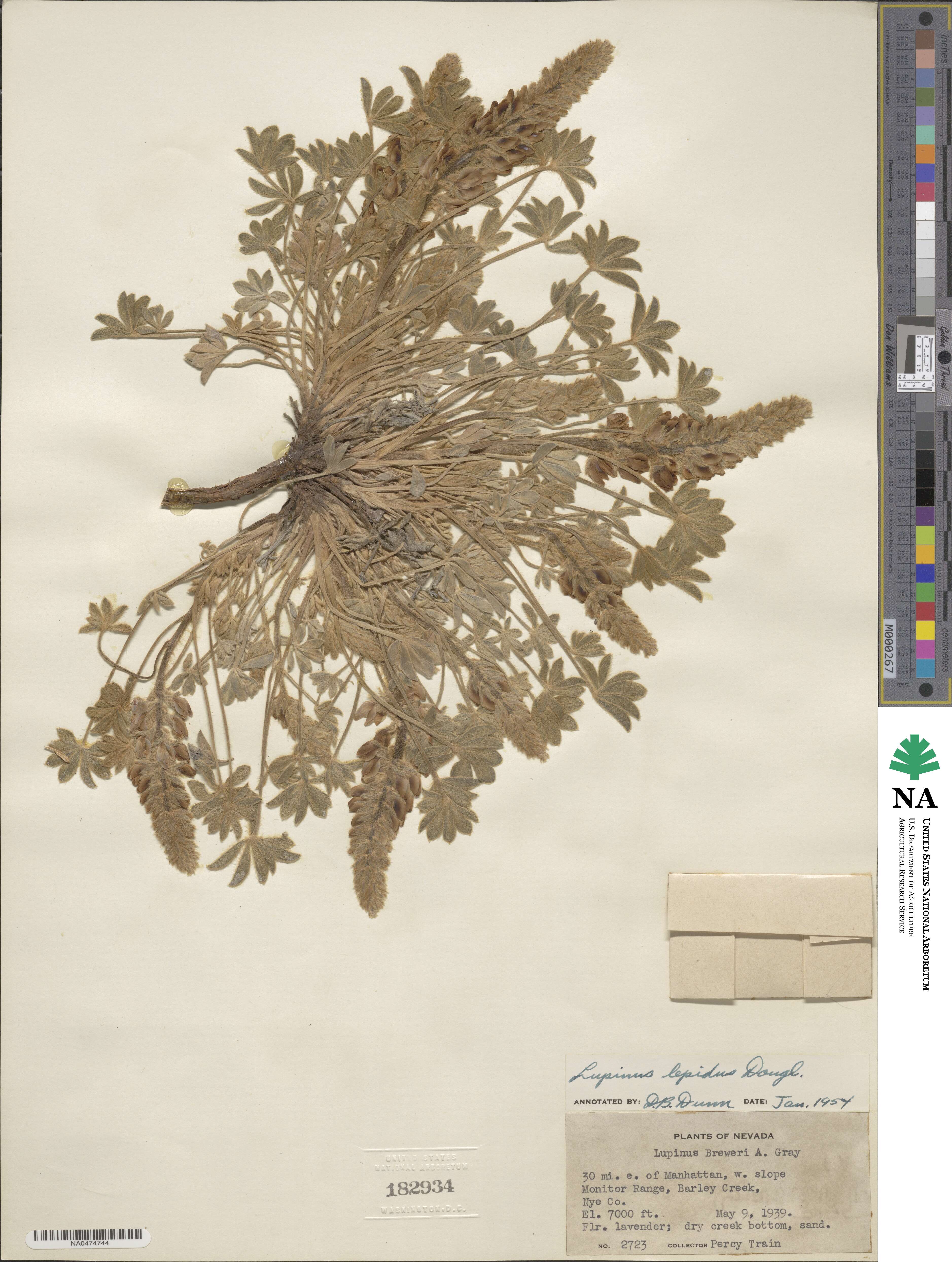 Lupinus lepidus image