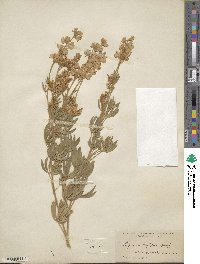 Lupinus lepidus image