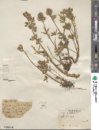 Lupinus lepidus image