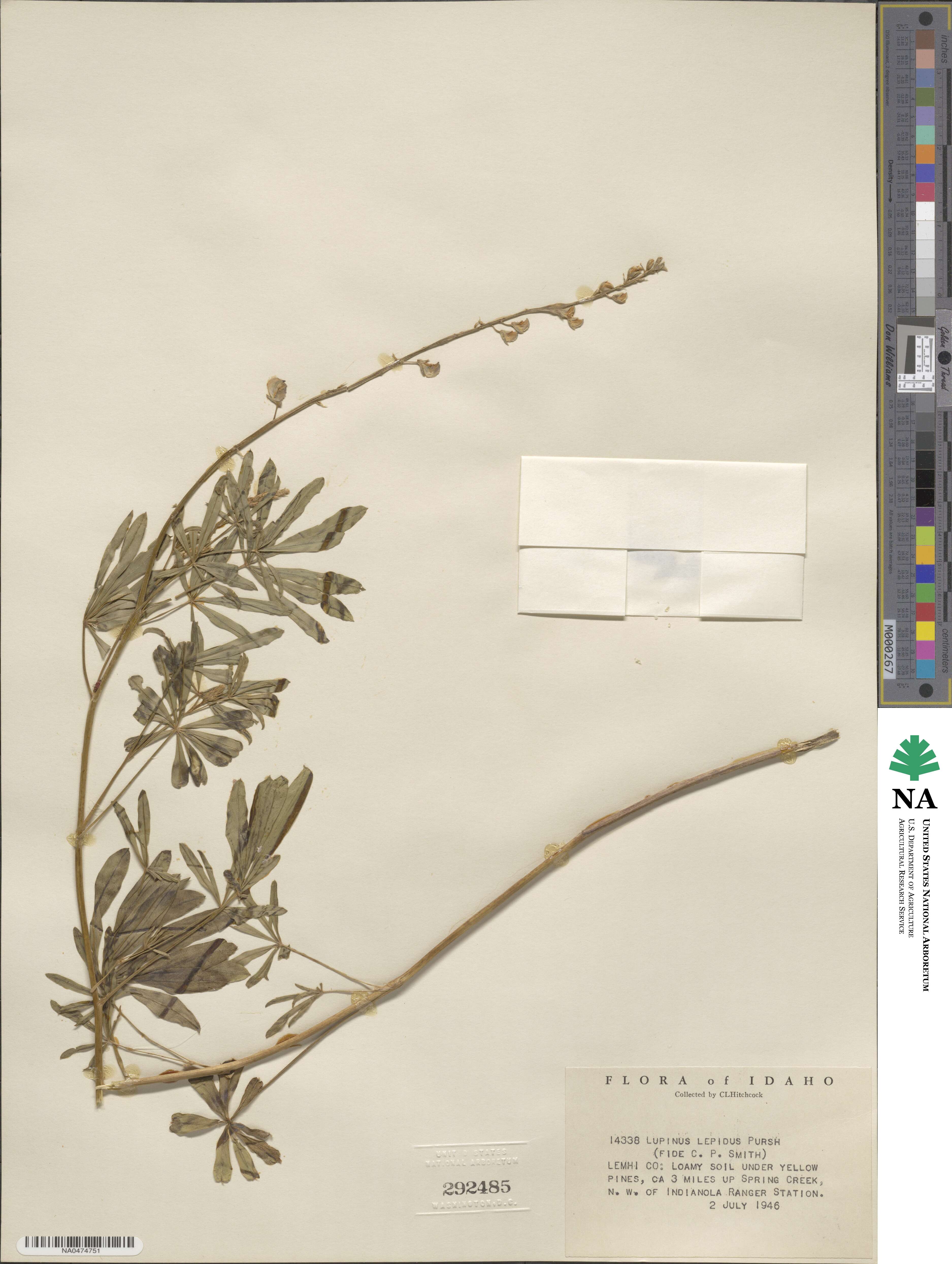 Lupinus lepidus image