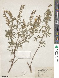 Lupinus argenteus var. myrianthus image