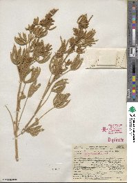 Lupinus leucophyllus image