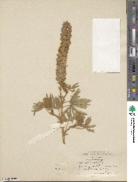 Lupinus leucophyllus image