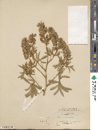 Lupinus leucophyllus image