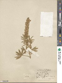 Lupinus leucophyllus image