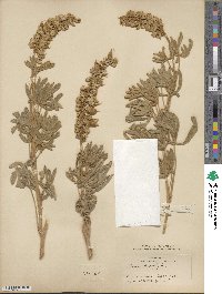 Lupinus leucophyllus image