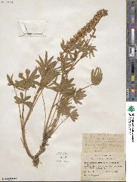 Lupinus leucophyllus image