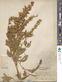 Lupinus leucophyllus image