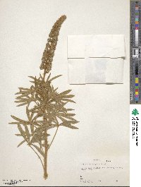 Lupinus leucophyllus image