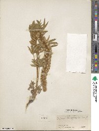 Lupinus leucophyllus image