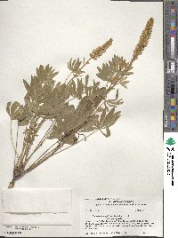 Lupinus leucophyllus image