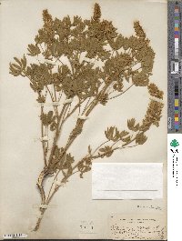 Lupinus leucophyllus image