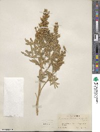 Lupinus leucophyllus image