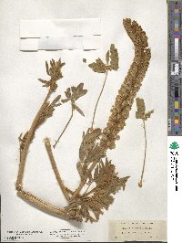 Lupinus leucophyllus image