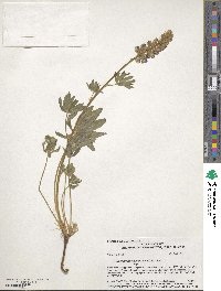 Lupinus leucophyllus image