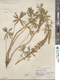 Lupinus leucophyllus image