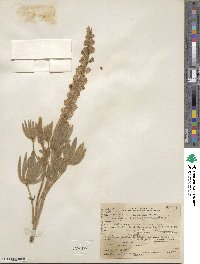 Lupinus leucophyllus image