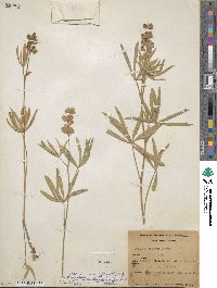 Lupinus leucophyllus image