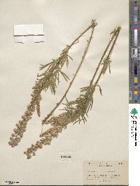Lupinus leucopsis image