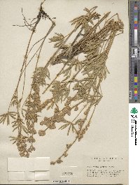 Lupinus leucopsis image