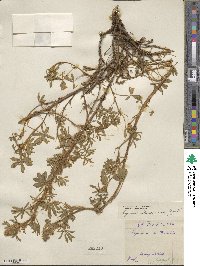 Lupinus leucopsis image