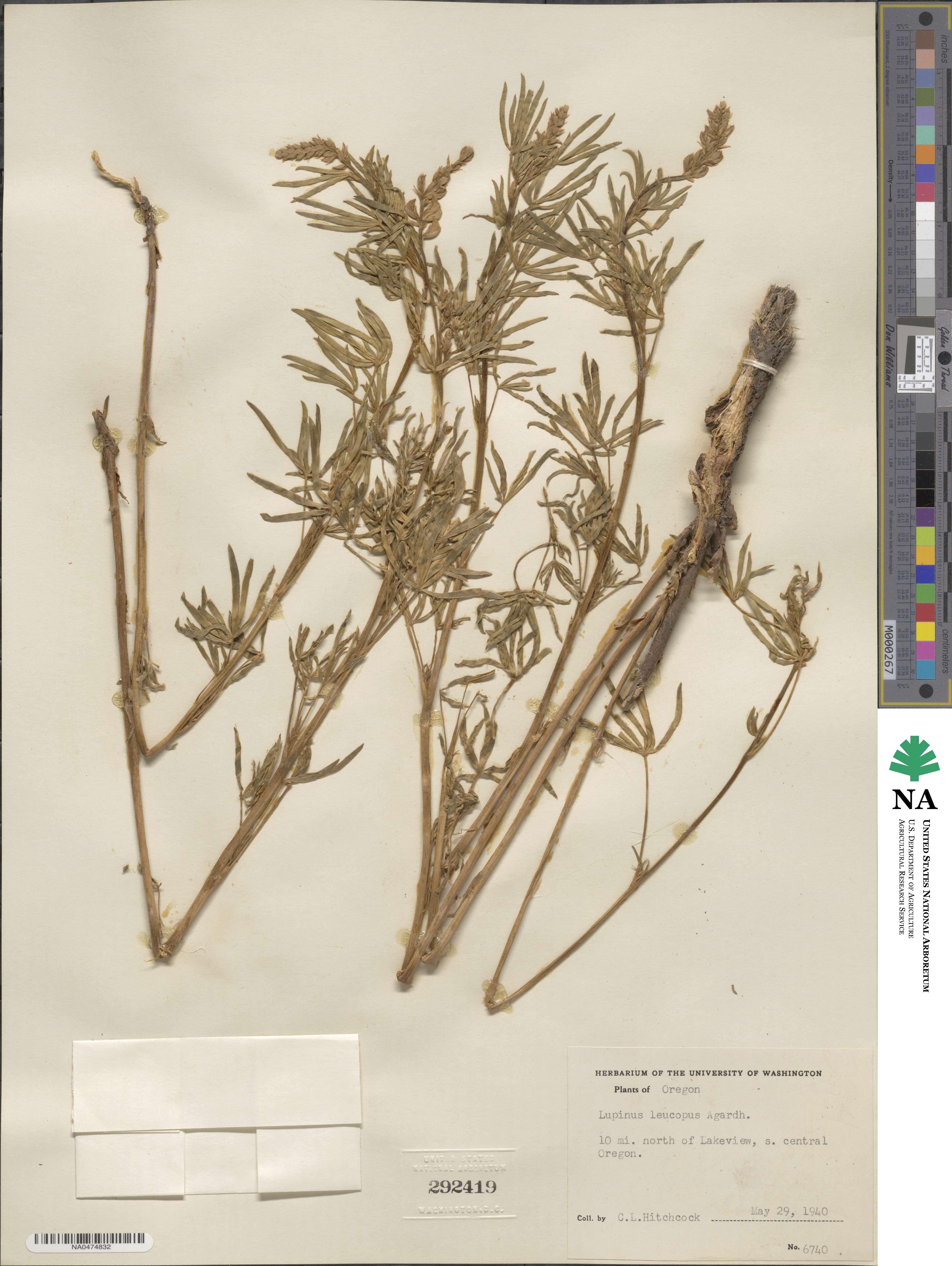 Lupinus leucopsis image