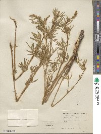 Lupinus leucopsis image