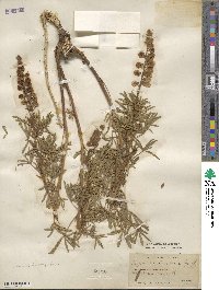 Lupinus leucopsis image