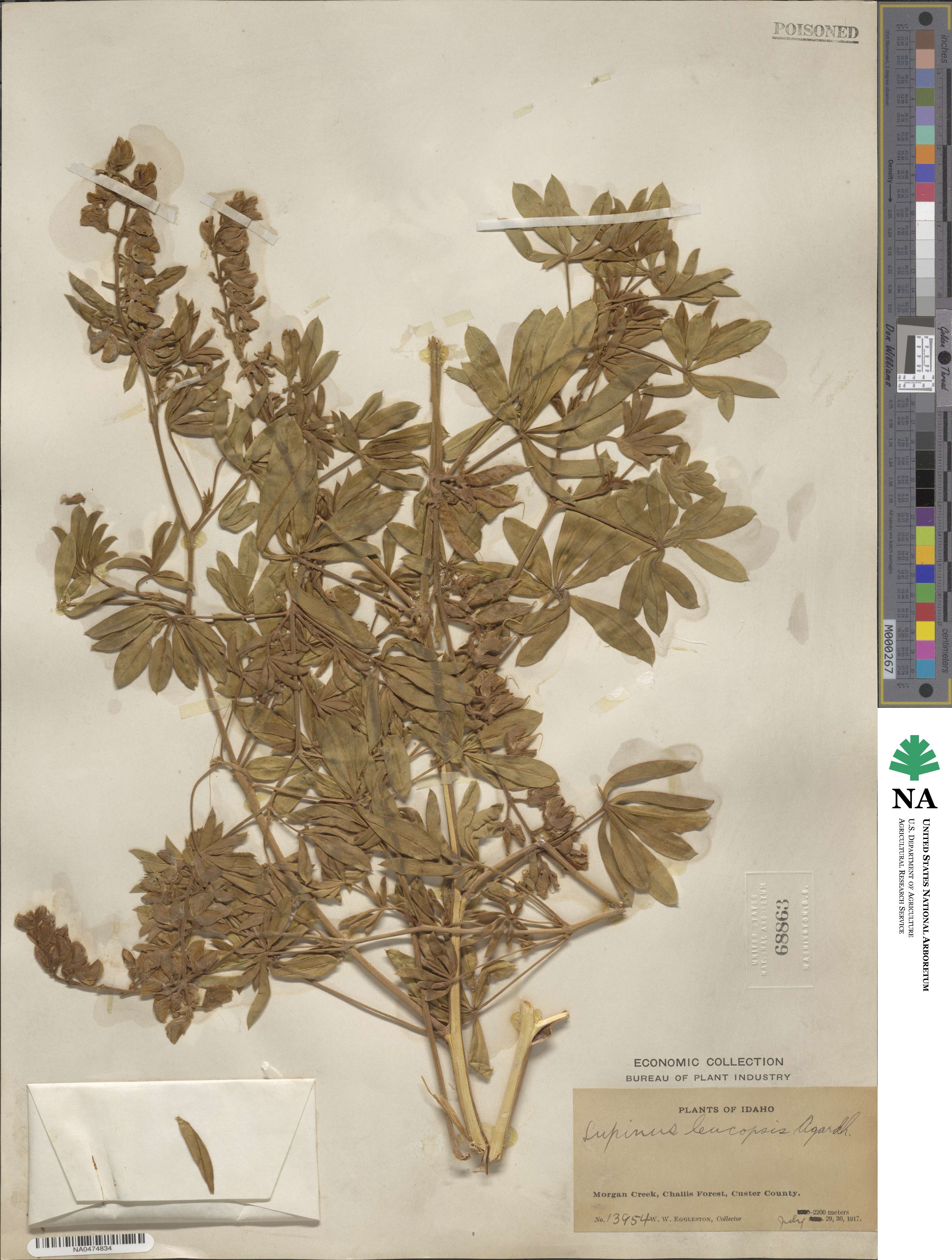 Lupinus leucopsis image