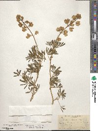 Lupinus littoralis image