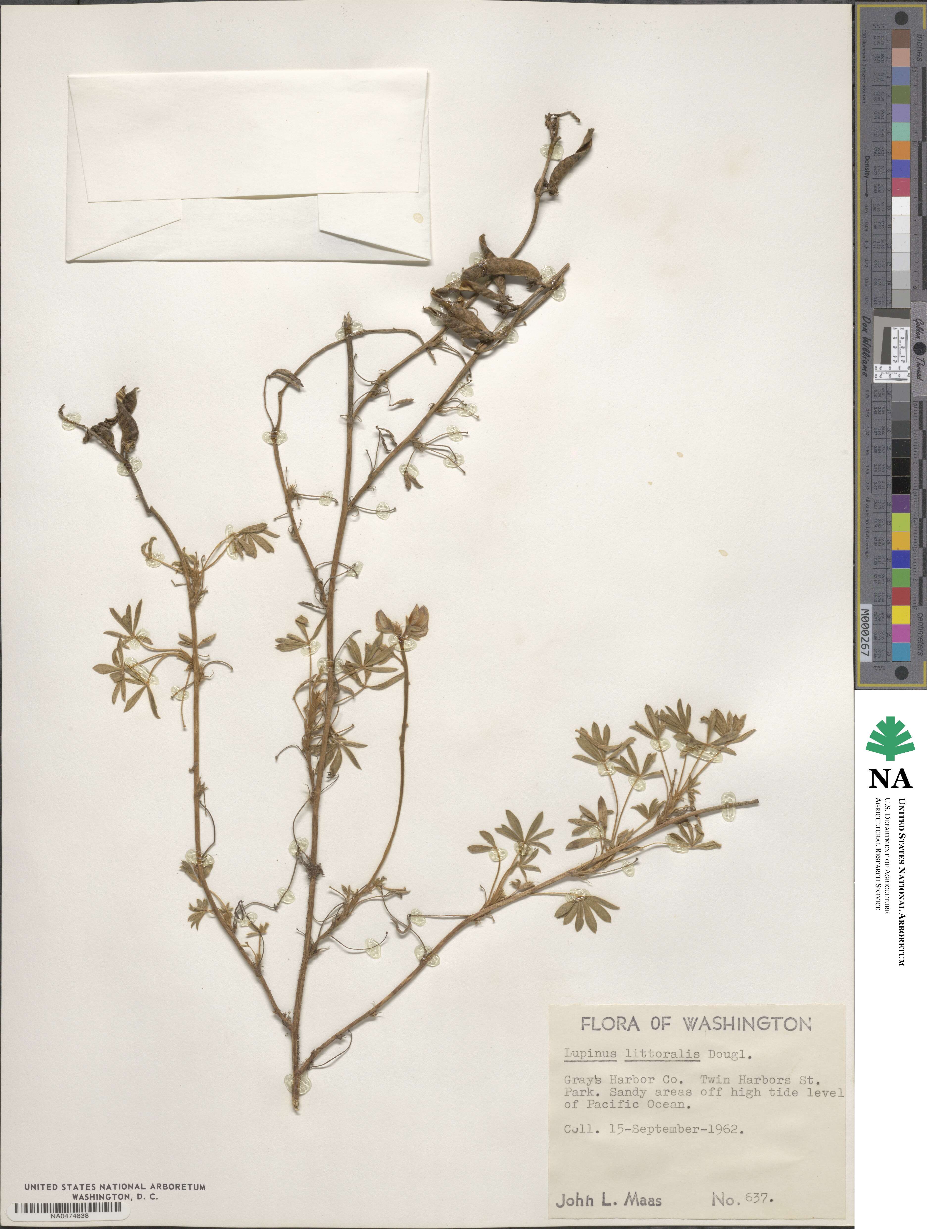 Lupinus littoralis image