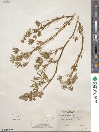 Lupinus littoralis image