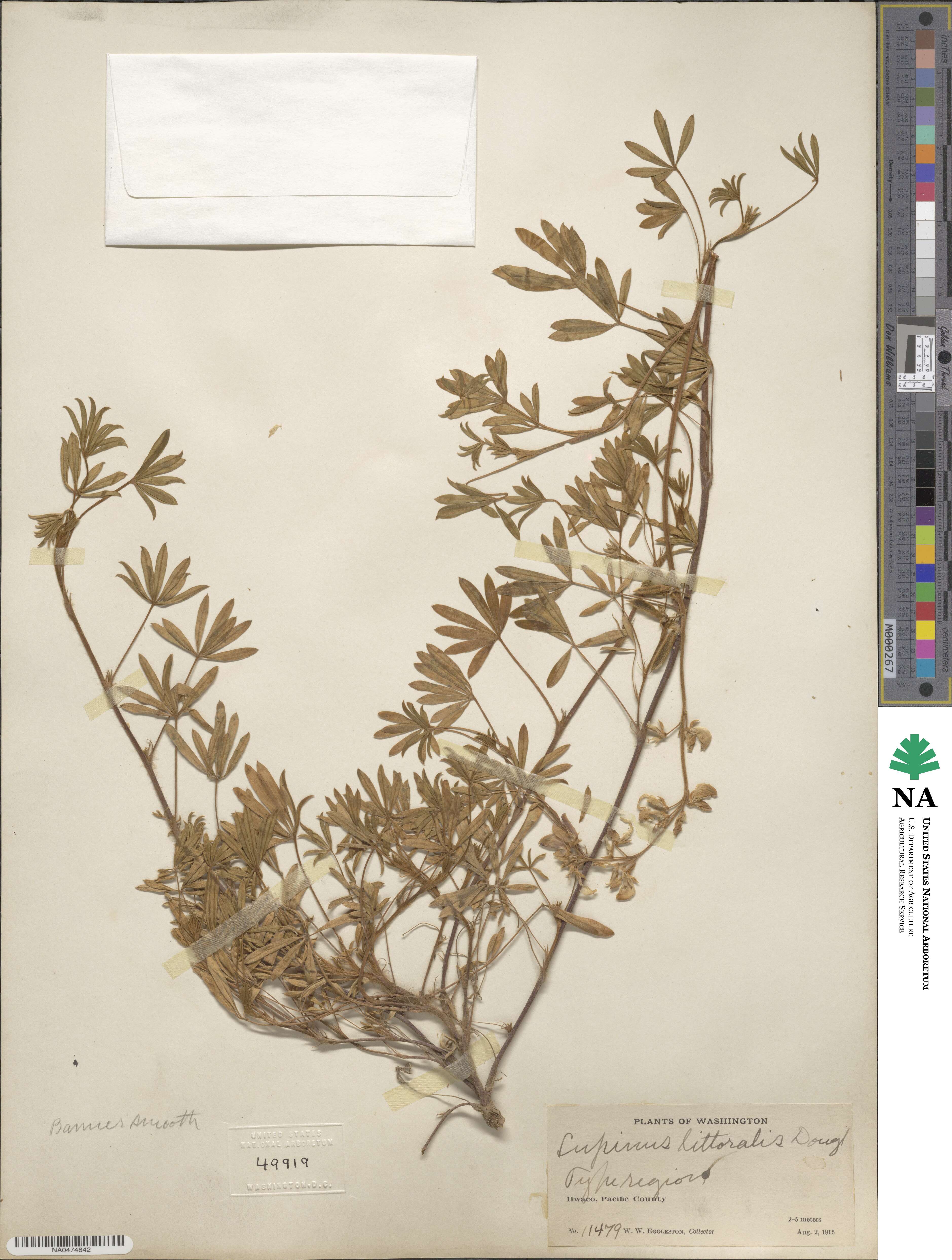 Lupinus littoralis image