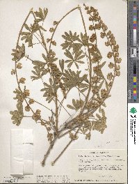 Lupinus longifolius image