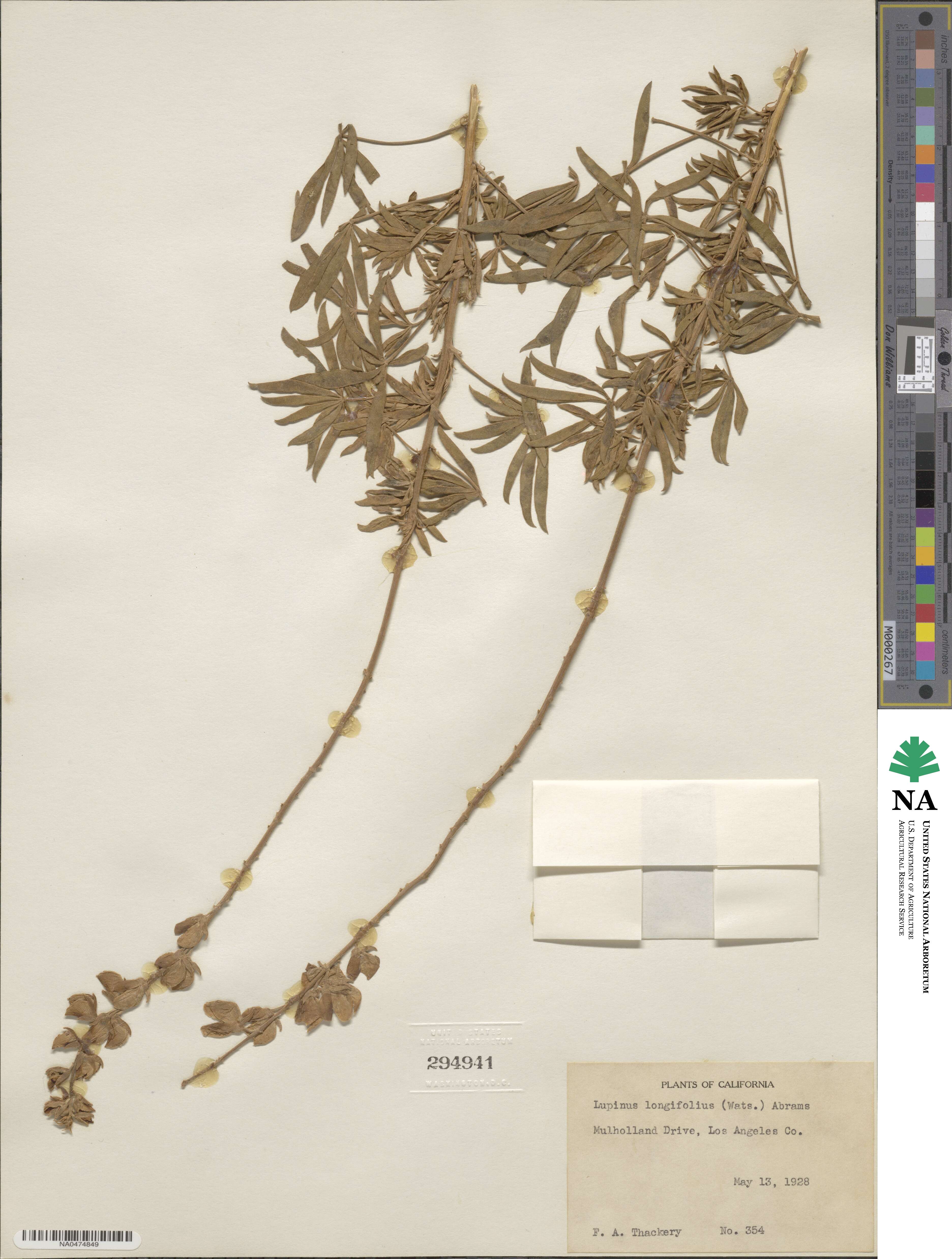 Lupinus longifolius image