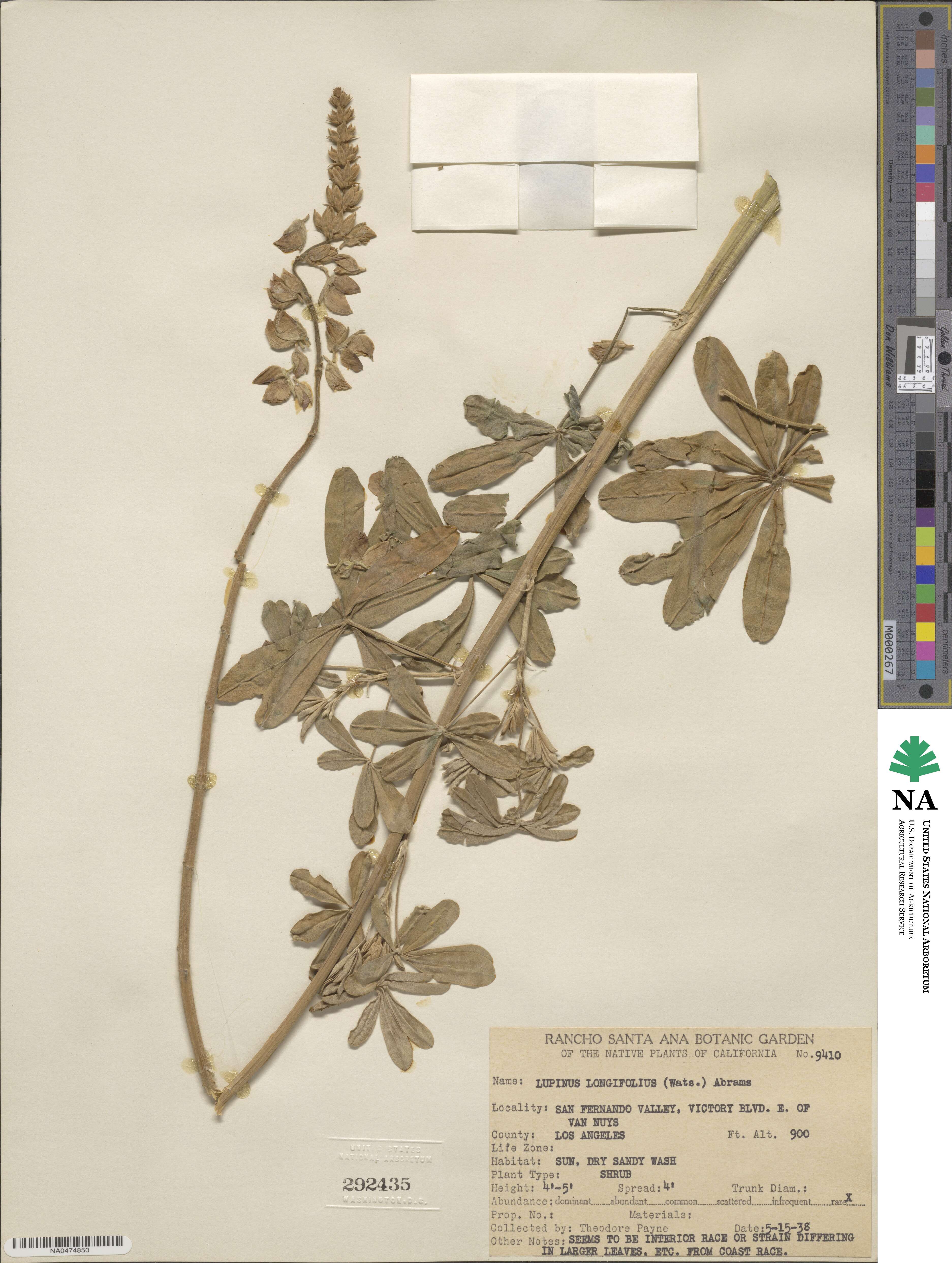 Lupinus longifolius image