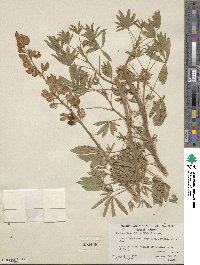 Lupinus longifolius image